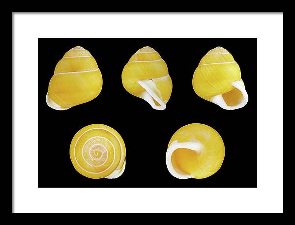 Helicostyla Annulata / Art Photo - Framed Print