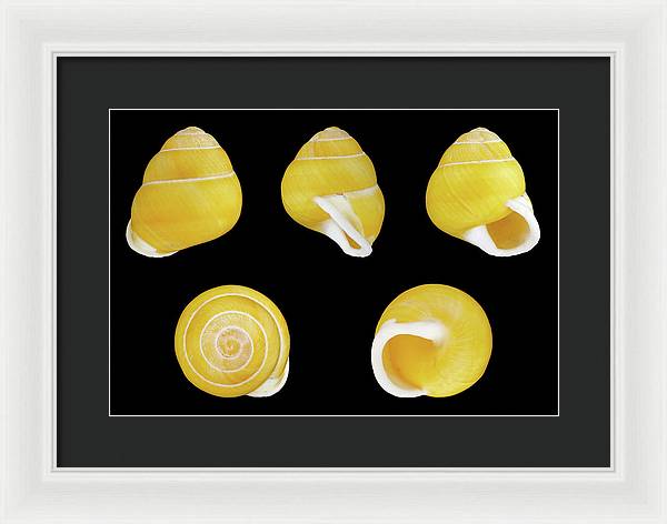 Helicostyla Annulata / Art Photo - Framed Print