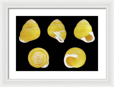 Helicostyla Annulata / Art Photo - Framed Print