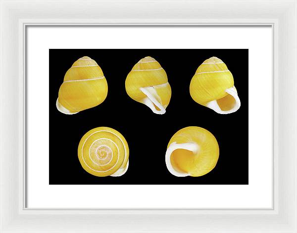 Helicostyla Annulata / Art Photo - Framed Print