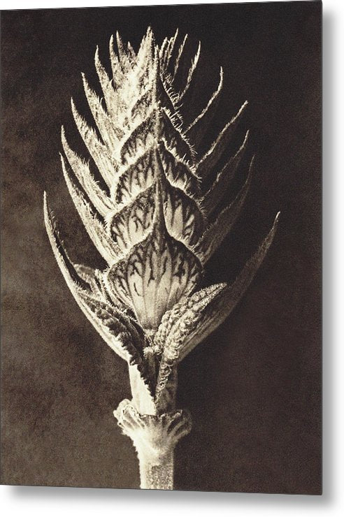 Herbarium, Plate 10, c1920 / Art Photo - Metal Print