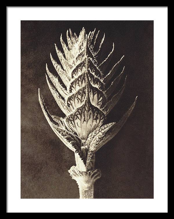 Herbarium, Plate 10, c1920 / Art Photo - Framed Print