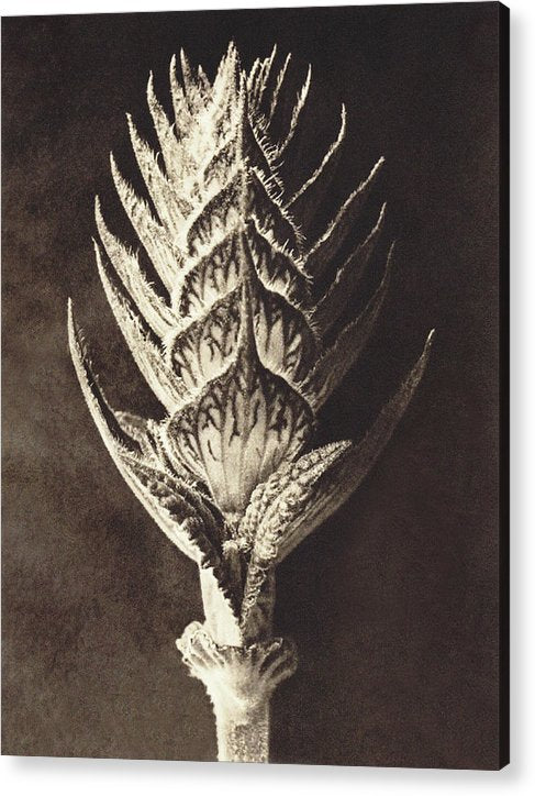 Herbarium, Plate 10, c1920 / Art Photo - Acrylic Print