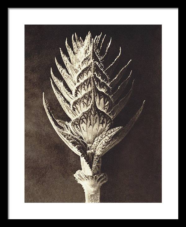 Herbarium, Plate 10, c1920 / Art Photo - Framed Print