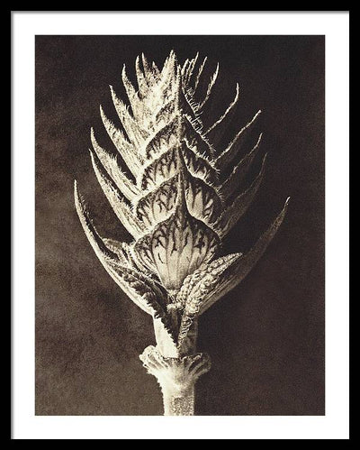 Herbarium, Plate 10, c1920 / Art Photo - Framed Print