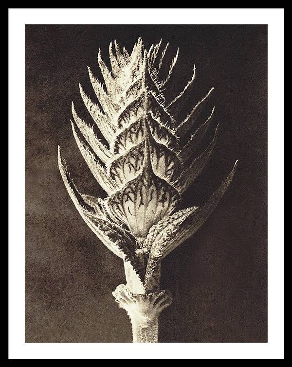 Herbarium, Plate 10, c1920 / Art Photo - Framed Print