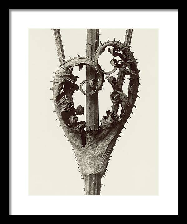 Herbarium, Plate 13, c1928 / Art Photo - Framed Print