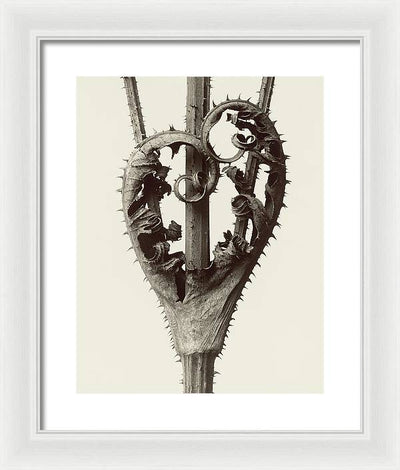 Herbarium, Plate 13, c1928 / Art Photo - Framed Print