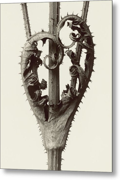 Herbarium, Plate 13, c1928 / Art Photo - Metal Print