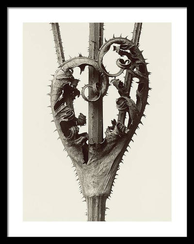 Herbarium, Plate 13, c1928 / Art Photo - Framed Print