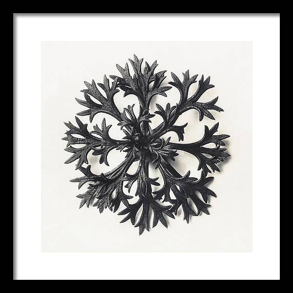 Herbarium, Plate 14, c1920 / Art Photo - Framed Print