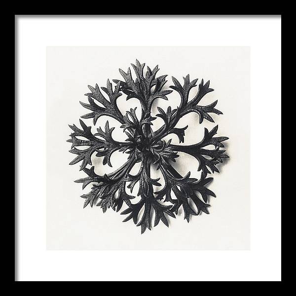 Herbarium, Plate 14, c1920 / Art Photo - Framed Print