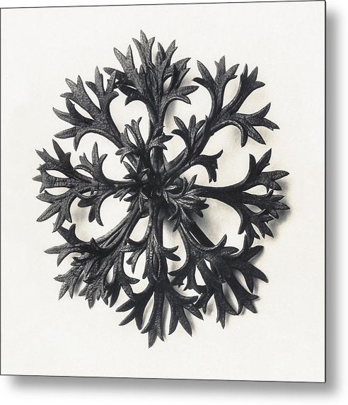 Herbarium, Plate 14, c1920 / Art Photo - Metal Print