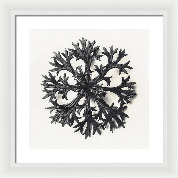 Herbarium, Plate 14, c1920 / Art Photo - Framed Print