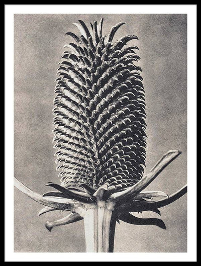 Herbarium, Plate 15, c1920 / Art Photo - Framed Print