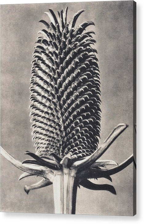 Herbarium, Plate 15, c1920 / Art Photo - Acrylic Print