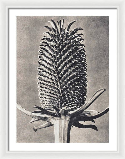 Herbarium, Plate 15, c1920 / Art Photo - Framed Print