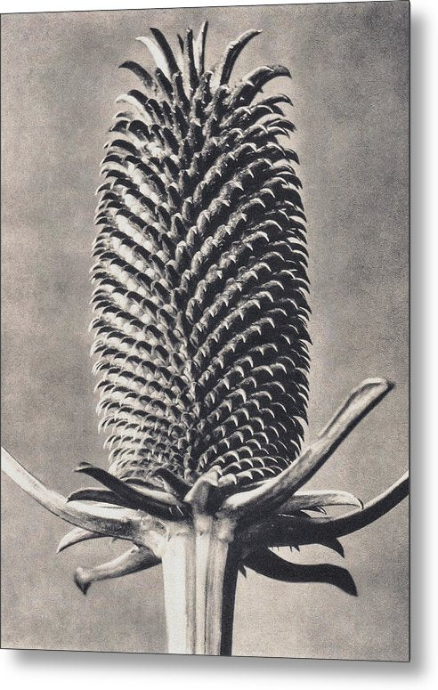 Herbarium, Plate 15, c1920 / Art Photo - Metal Print