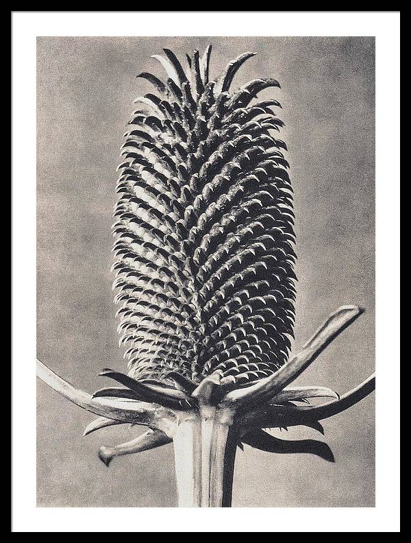 Herbarium, Plate 15, c1920 / Art Photo - Framed Print