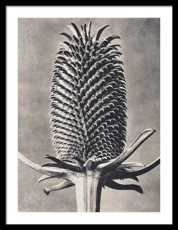 Herbarium, Plate 15, c1920 / Art Photo - Framed Print