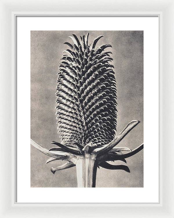 Herbarium, Plate 15, c1920 / Art Photo - Framed Print