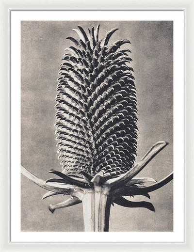 Herbarium, Plate 15, c1920 / Art Photo - Framed Print