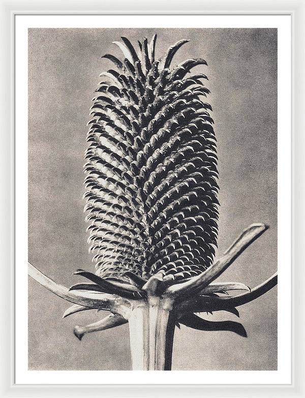 Herbarium, Plate 15, c1920 / Art Photo - Framed Print