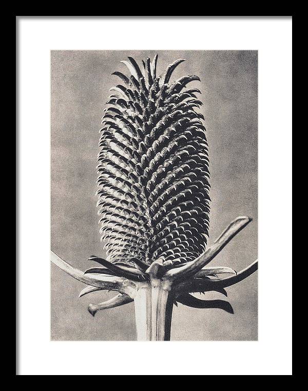 Herbarium, Plate 15, c1920 / Art Photo - Framed Print