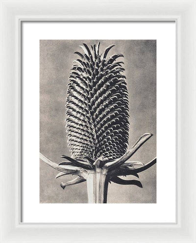 Herbarium, Plate 15, c1920 / Art Photo - Framed Print