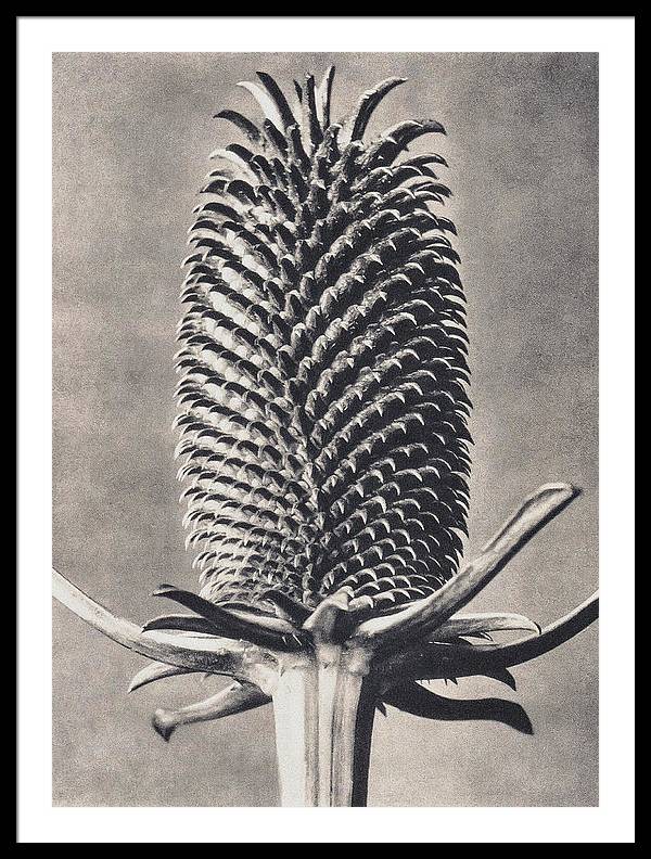 Herbarium, Plate 15, c1920 / Art Photo - Framed Print