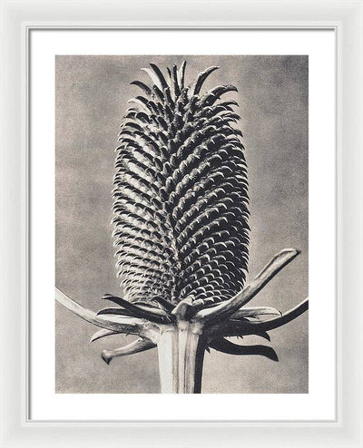 Herbarium, Plate 15, c1920 / Art Photo - Framed Print