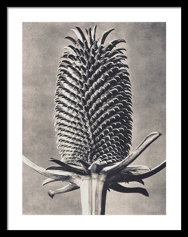 Herbarium, Plate 15, c1920 / Art Photo - Framed Print