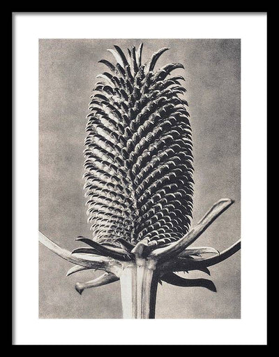 Herbarium, Plate 15, c1920 / Art Photo - Framed Print