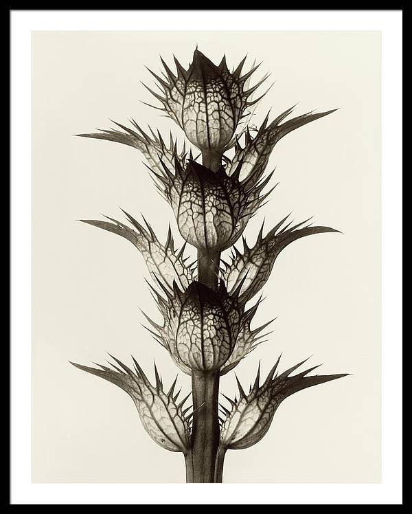 Herbarium, Plate 17, c1928 / Art Photo - Framed Print