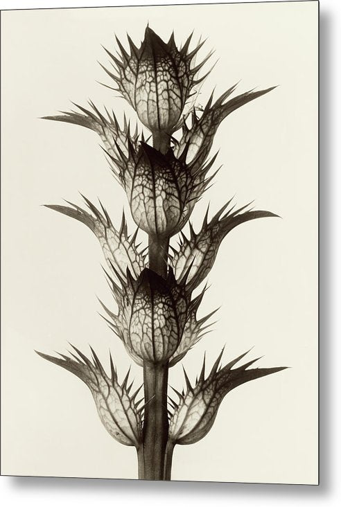 Herbarium, Plate 17, c1928 / Art Photo - Metal Print