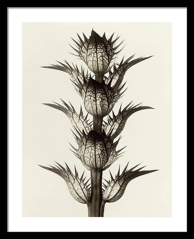 Herbarium, Plate 17, c1928 / Art Photo - Framed Print