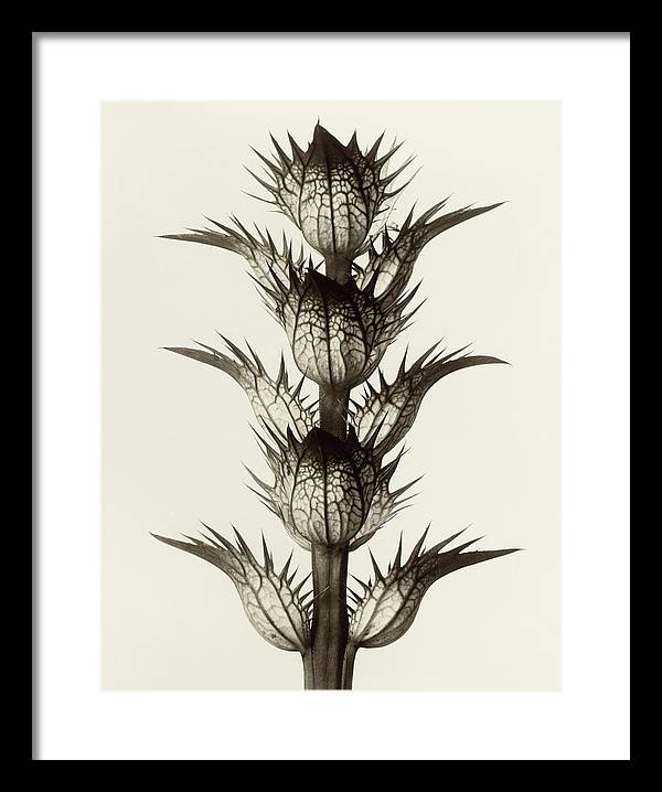 Herbarium, Plate 17, c1928 / Art Photo - Framed Print