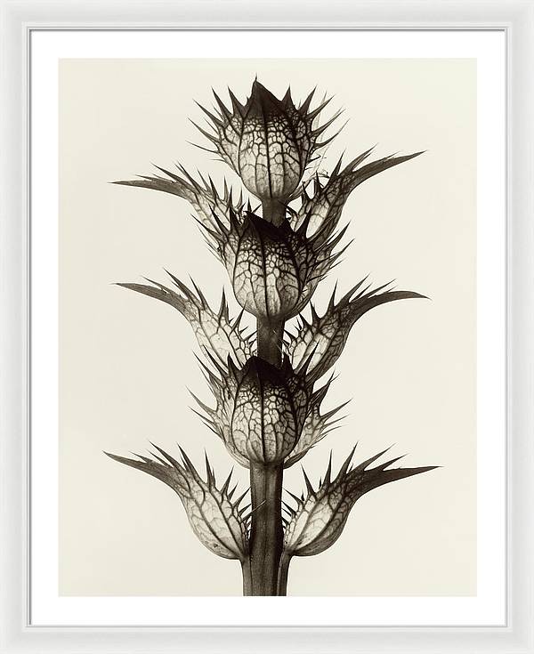 Herbarium, Plate 17, c1928 / Art Photo - Framed Print