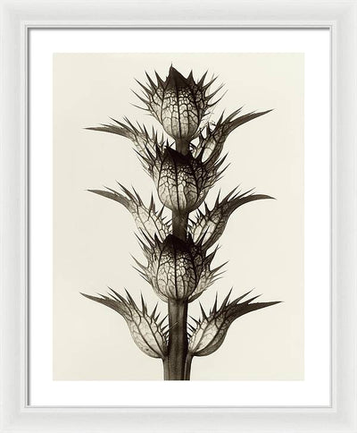 Herbarium, Plate 17, c1928 / Art Photo - Framed Print