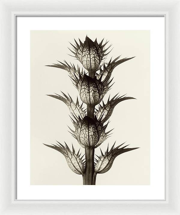 Herbarium, Plate 17, c1928 / Art Photo - Framed Print