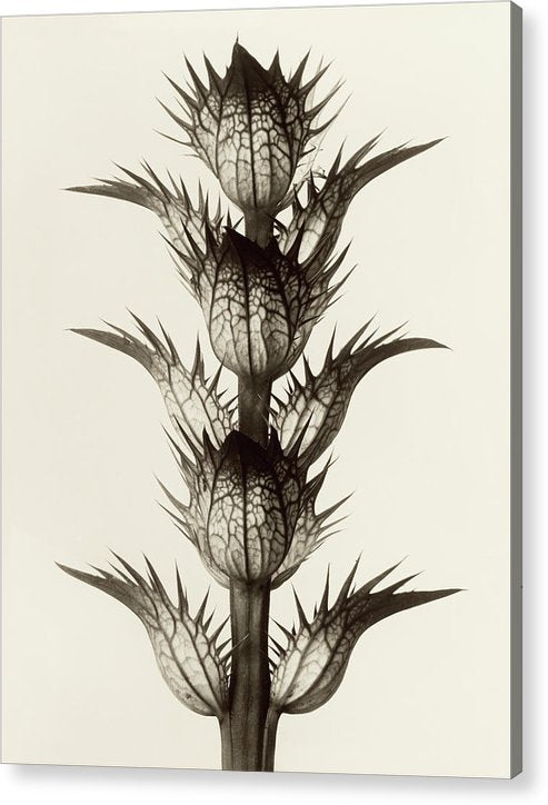 Herbarium, Plate 17, c1928 / Art Photo - Acrylic Print