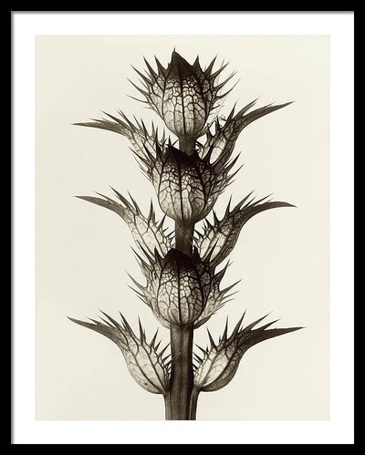 Herbarium, Plate 17, c1928 / Art Photo - Framed Print