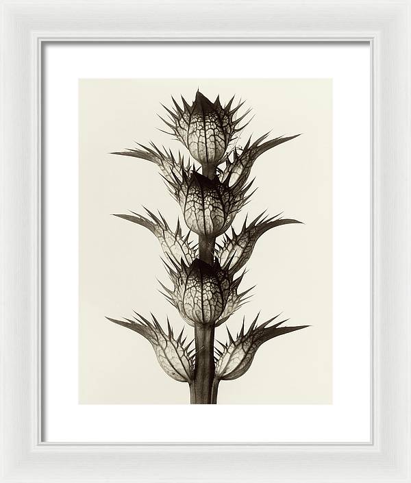 Herbarium, Plate 17, c1928 / Art Photo - Framed Print