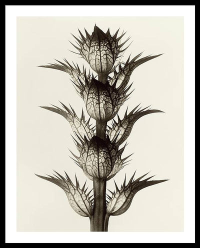 Herbarium, Plate 17, c1928 / Art Photo - Framed Print