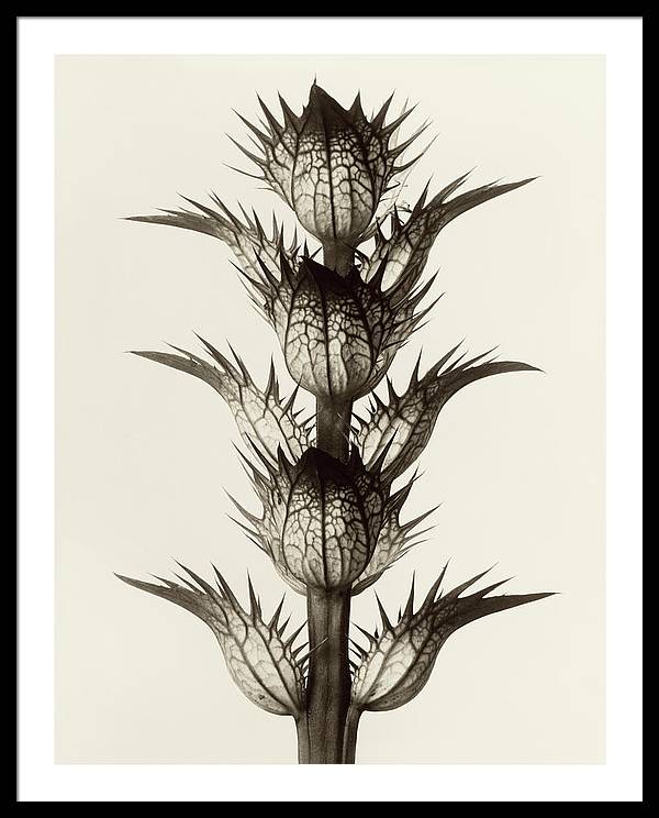 Herbarium, Plate 17, c1928 / Art Photo - Framed Print