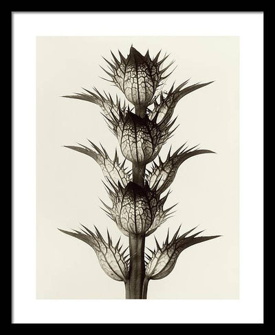 Herbarium, Plate 17, c1928 / Art Photo - Framed Print