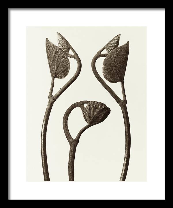 Herbarium, Plate 18, c1928 / Art Photo - Framed Print