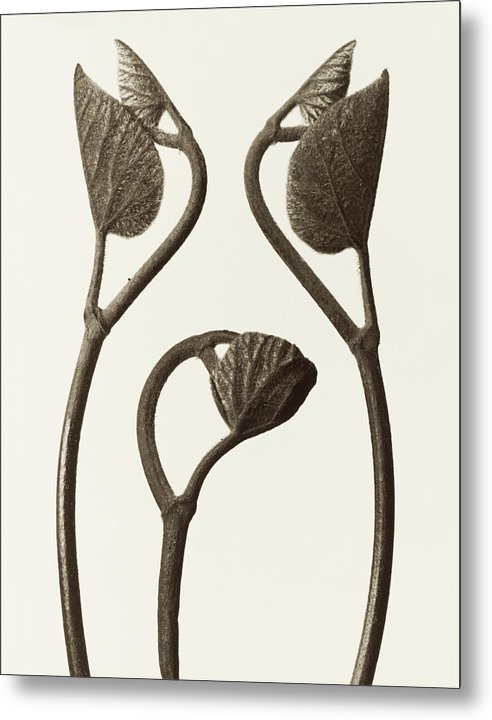 Herbarium, Plate 18, c1928 / Art Photo - Metal Print