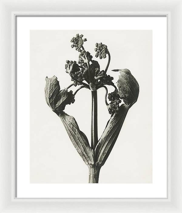 Herbarium, Plate 19, c1920 / Art Photo - Framed Print