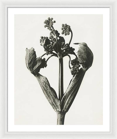 Herbarium, Plate 19, c1920 / Art Photo - Framed Print